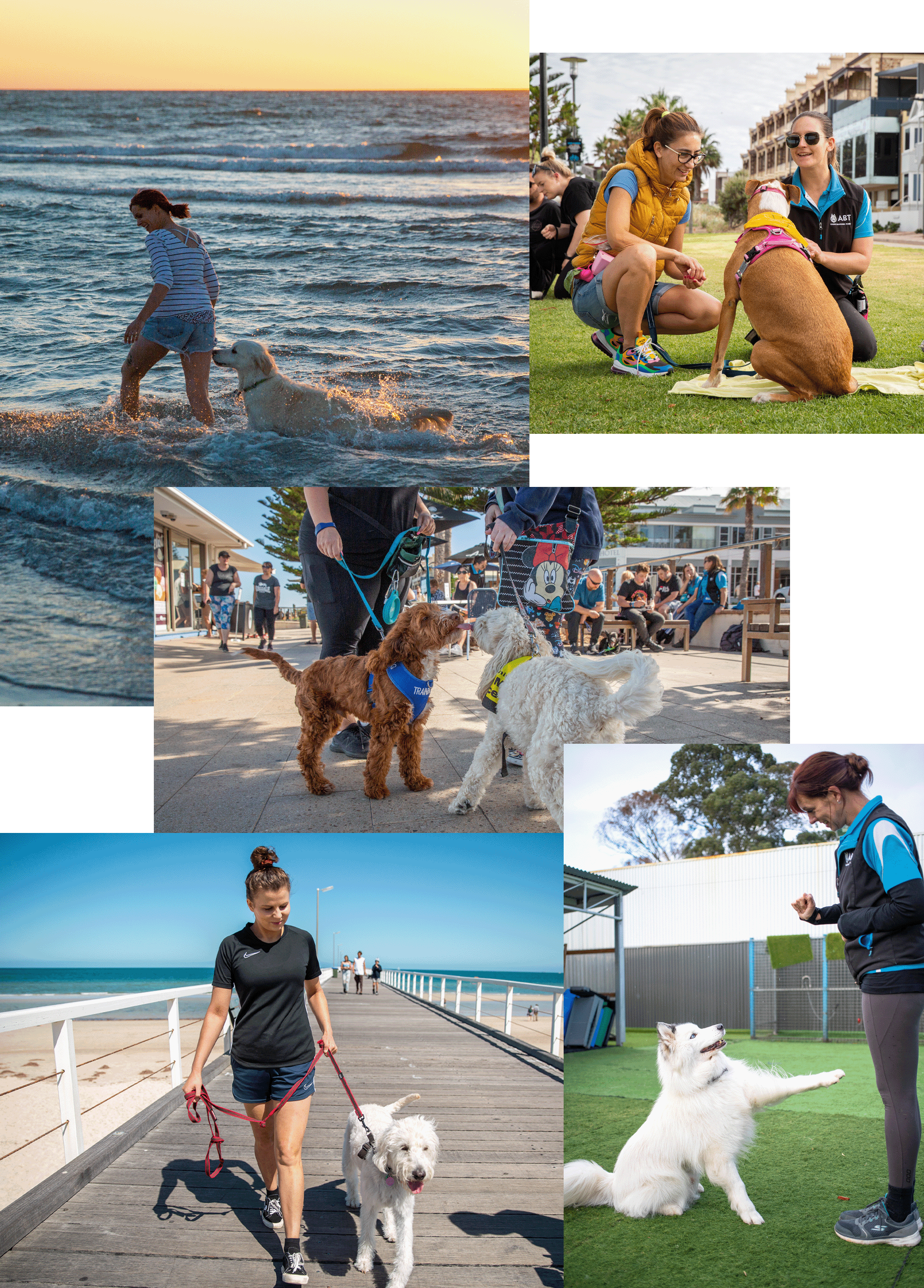 About online dog training collage