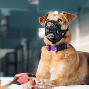 aggressive dog behaviour training