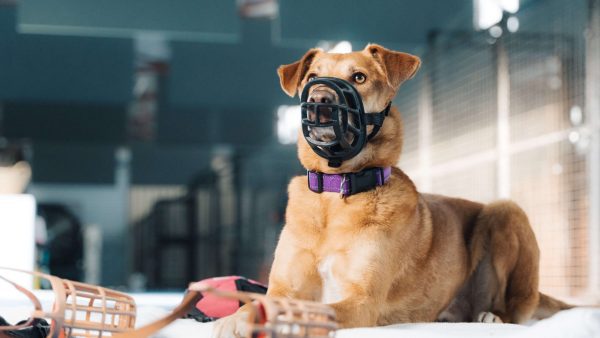 aggressive dog behaviour training