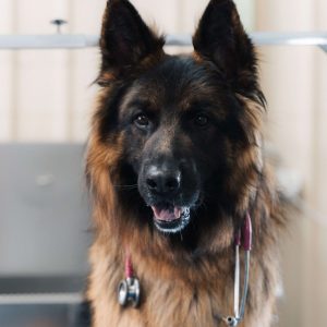 dog behaviour courses online