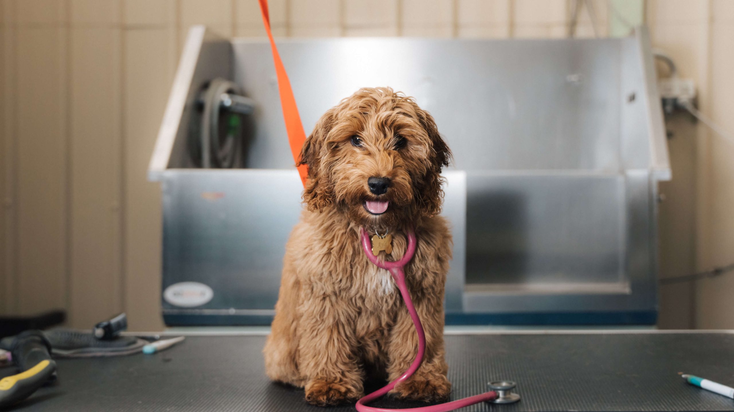 obedience training for dogs