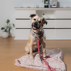 dog training courses online