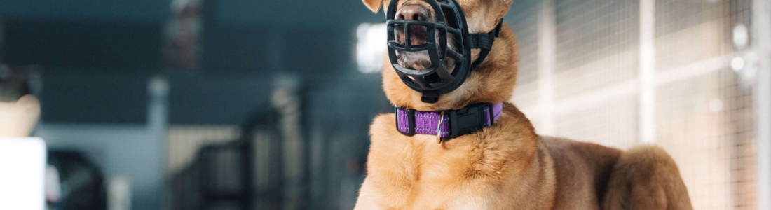 Muzzle training – Choosing and fitting the right muzzle – Behaviour module 2.2
